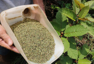 daun kratom di tengah legalitas dan kepopuleran khasiatnya