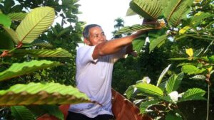 tanaman kratom unggulan